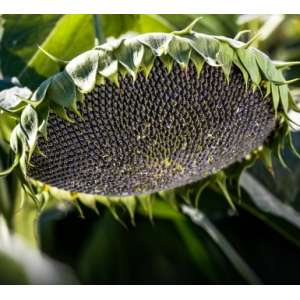 Сирена - Насіння соняшнику (клас Економ), 150 000 насінин, May Agro Seed Туреччина фото, цiна